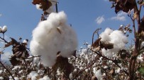 ÇUKOBIRLIK - Pamukta Masraf Arttı Rekolte Düştü