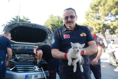 Yavru Kediyi Kurtarmak Kolay Olmadı