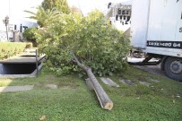 TEOMAN - Konser Alanı Oluşturmak İçin Ağaçları Kestiler