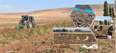 Bayburt 'Ta Patates Hasadı Başladı