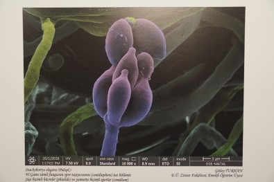 Ege Üniversitesi (EÜ)'Nde Bilimi Sanatla Buluşturan Yarışma Ve Sergi