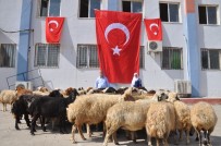 AHMET DOĞAN - Mehmetçik İçin Sınırda 50 Kurban Kesildi