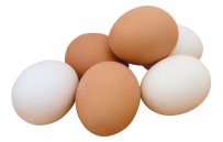 TAVUK YUMURTASI - Tavuk Yumurtası Üretiminde Artış