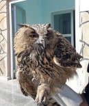 VAN YÜZÜNCÜ YıL ÜNIVERSITESI - Yaralı Puhu Tedavi Altına Alındı