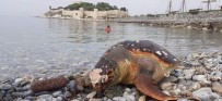 TROL - 3 Deniz Kaplumbağası Ölü Olarak Bulundu