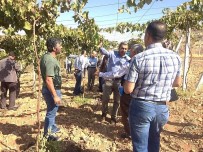 SOLMAZ - Bağlarda Çardak Sistemi Anlatıldı