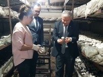 MURAT DURU - Mantarlarını Aşkla Üretiyorlar