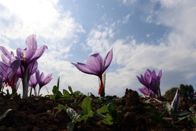 (Özel) Safran Üreticisinin Yüzünü Güldürdü
