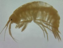 TRAFIK KAZASı - Türk bilim insanları iki yeni canlı türü keşfetti