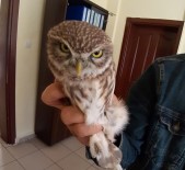 VAN YÜZÜNCÜ YıL ÜNIVERSITESI - Yaralı Baykuş Tedavi Altına Alındı