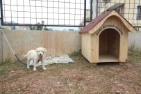 Büyükşehir'den Okullara Kedi Ve Köpek Yuvası