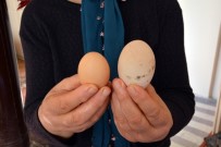 Dev Yumurta Şaşırtıyor Haberi