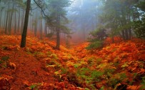 KAZDAĞLARI - Kazdağları Sonbahar Renkleriyle Göz Kamaştırıyor