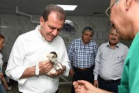 Mersin'de 6 Ayda 723 Kedi Ve Bin 583 Köpeğin Tedavisi Yapıldı