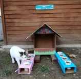 Öğrenciler Mama İstasyonu Kurdu