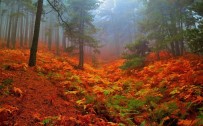 KAZDAĞLARI - (Özel) Kazdağları'nın Kestane Ormanları Sonbahar Renkleriyle Büyük İlgi Çekiyor
