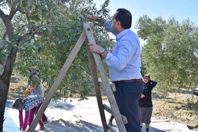 Başkan Dutlulu, Çiftçilerle Birlikte Zeytin Topladı