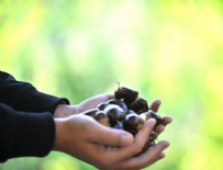 Bursa kestanesinde erken hasat