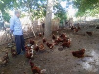 BROWN - Emekli İşçi Kurduğu Tavuk Çiftliğinde Organik Yumurta Üretiyor