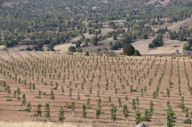 Erzincan'da Ceviz Üretimi Her Geçen Gün Artıyor