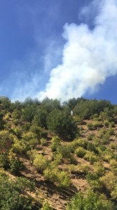 Gaziantep'te Orman Yangını