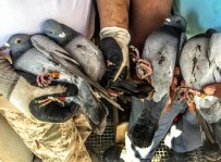 AVCILIK - Kaçak Avcıların Hedefi Bu Kez De Posta Güvercinleri