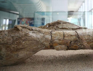 Kayseri'de at, zürafa ve gergedan fosilleri bulundu