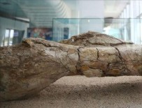 FOSİL - Kayseri'de at, zürafa ve gergedan fosilleri bulundu