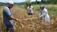 Kocaeli'de Çiftçilere Yüzde 50 Hibeli Tohumlar Dağıtılacak