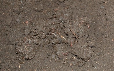 Organik Solucana Talep Olmayınca Solucanlar Elde Kaldı