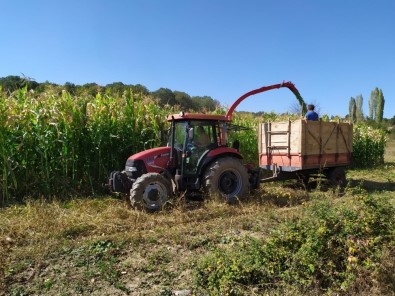 Pazarlar'da Silajlık Mısır Hasadına Başlandı