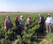 ÇİFTÇİLER GÜNÜ - Başkan Aydın'dan Çiftçi Kadınlara Sürpriz Ziyaret
