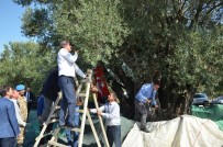 YAŞAR İSMAİL GEDÜZ - Bin 657 Yaşındaki Ağaçtan Zeytin Hasadı