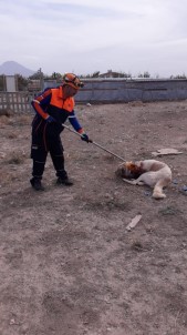 Boğazına İp Dolanan Ve Saldırganlaşan Köpek AFAD Ekiplerince Kurtarıldı