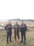 TAHKİKAT - Çaldığı Koyunları Satamadan Yakalandı