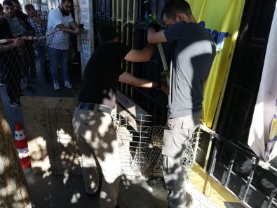 Kırklareli'de Su Maymunu Bulundu