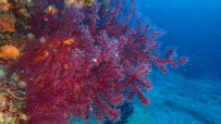 ORMAN MÜDÜRLÜĞÜ - Kırmızı mercanlar için proje