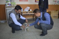 Köy okulu yavru köpeğe yuva oldu Haberi