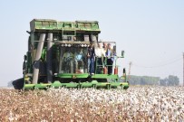 Manisa'da 'Beyaz Altın' Hasadı Başladı