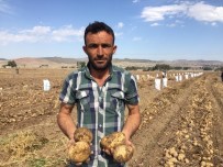 ŞEYHLER - Niğde'de 2 Çeşit Yerli Patates Hasadı Yapıldı