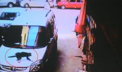 Şanslı Kedi Açıklaması 5. Kattan Dört Ayak Üstüne Düştü