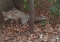 MİMAR SİNAN - Şehre İnen Tilki Doğaya Bırakıldı