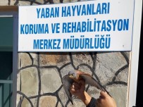 VAN YÜZÜNCÜ YıL ÜNIVERSITESI - Yaralı Kerkenez Tedavi Altına Alındı