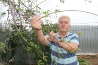 ERİK AĞACI - Çan'da Erik Ağacı İkinci Kez Meyve Verdi