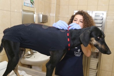 Çankaya'dan Sokak Hayvanlarına Güvenli Tedavi