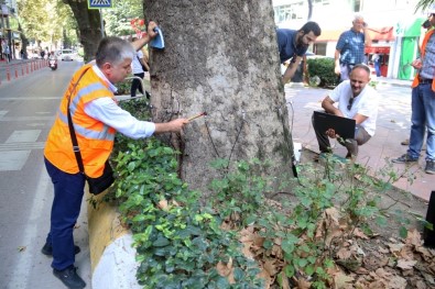 Devrilme Riski Olan Asırlık Çınar Ağacı Kesilecek