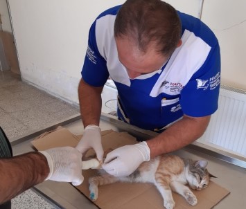 Hakkarili Hayvan Sever Kızlardan Örnek Davranış