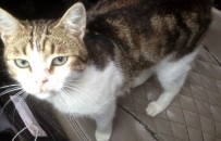 UYUŞTURUCU TACİRLERİ - Rusya'da Uyuşturucu Taşıyan Kedi Ortadan Kayboldu
