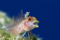 KANYON - Altın Palet' Kaş'ta Başladı