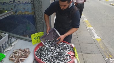 Karadeniz'de Hamsi Bolluğu